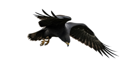 Charcoal gray predatory bird with powerful leathery wings in dynamic mid-flight descent, menacing silhouette against a stark white studio background. Concept of untamed primal strength