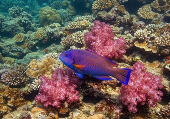 Fototapeta premium Vibrant purple fish swims among colorful coral reefs underwater