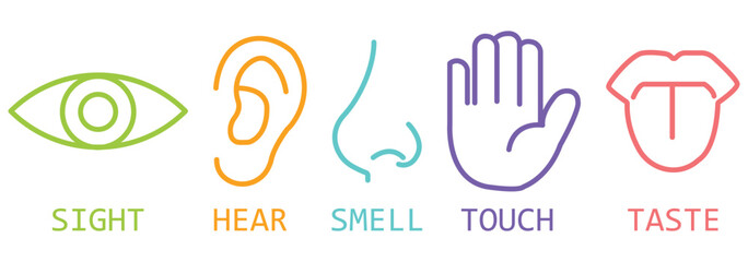 Five human senses editable stroke outline icons set. Flat vector illustration of human senses including ear, eye, nose, lips, and hand in minimalist design style. Five senses of human nervous system.