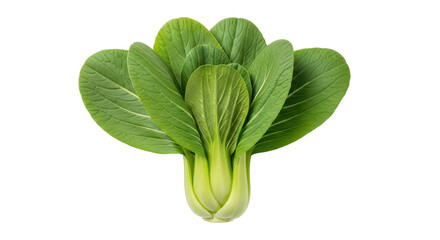 Isolated bok choy