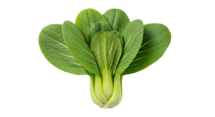 Isolated bok choy
