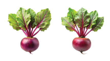 Fresh Beetroot Root with Stem: PNG cutout of a round purple beetroot root with leafy stem, clear and sharp details.