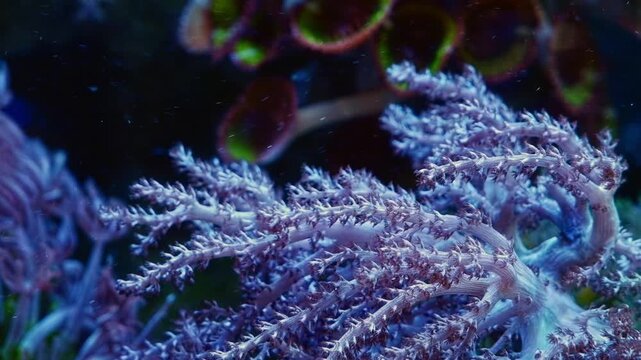 Capnella sp polyp colony, soft coral branch move in fast flow, active hardy animal pet absorb dissolved organic matter in reef marine aquarium, LED actinic light, live rock ecosystem, recreation relax