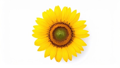 Fototapeta premium Close-up of a vibrant yellow sunflower with detailed petals and center, isolated on a white background.