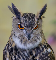 A beautiful Eurasian Eagle owl closeup in spring