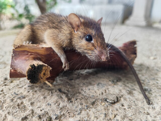 Wild mice are common in homes. A small mouse poses on a cement floor.