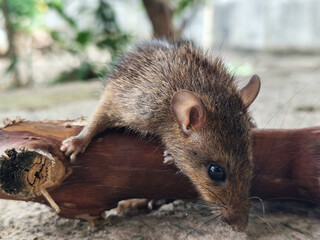 Wild mice are common in homes. A small mouse poses on a cement floor.
