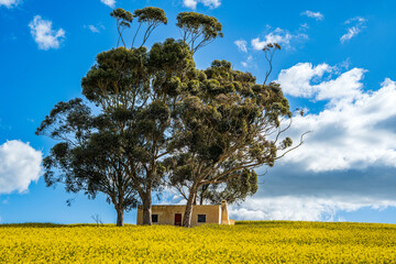 A breathtaking view of the Overberg region in South Africa’s Western Cape, where rolling fields of green and gold stretch toward the Langeberg mountains. These landscape offers expansive copy space
