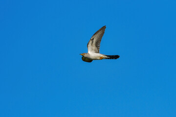 北海道や軽井沢で初夏から夏に出会えるのどかな美しい声で鳴くカッコウ
