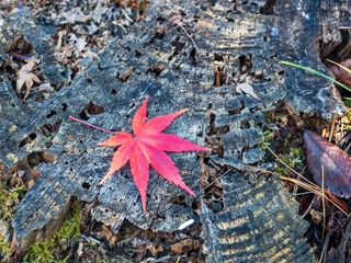 A vibrant red maple leaf lies on an old tree stump. The image of the tree rings and moss-covered surface conveys the passage of time and the peacefulness of the autumn season.