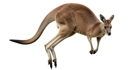 Isolated Kangaroo