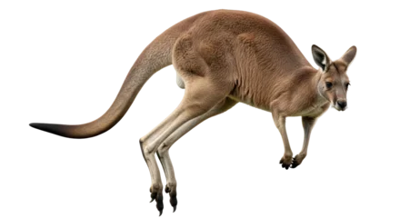 Fotobehang Kangoeroe Isolated Kangaroo  © Luca