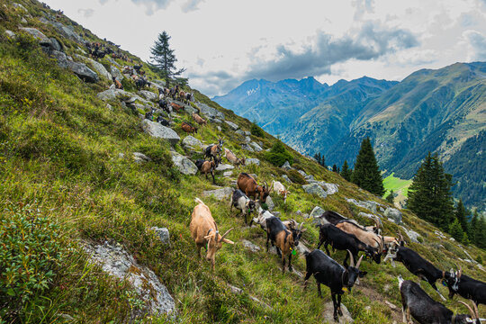 Ziegen in den Schweizer Bergen auf einer Alpwirtschaft