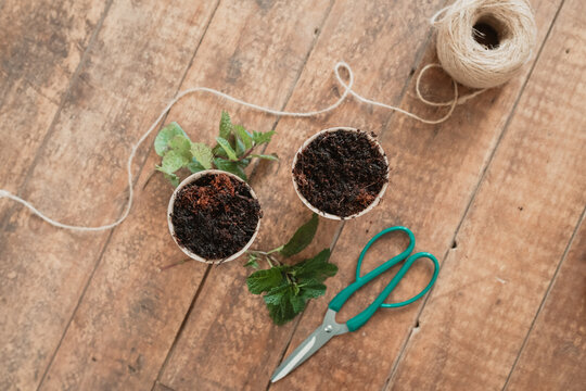 Pulp seedling pots ready for propagation with herb cuttings and pruning scissors