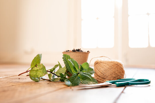 Fresh mint cuttings ready for propagation in indoor sunroom