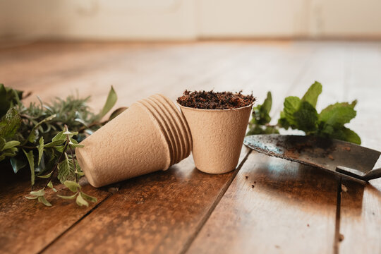 Garden pulp seedling pot ready for propagation with cuttings