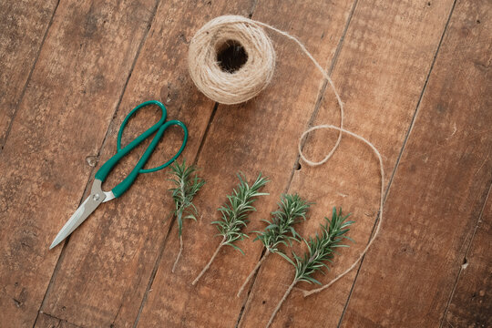 Rosemary plant cuttings ready for propagation