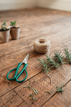 Rosemary plant cuttings and pruning scissors on timber surface