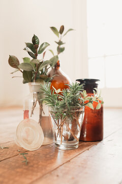 Collection of various vases and jars with plant cuttings