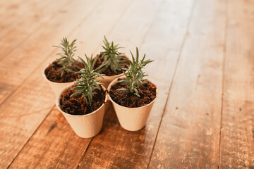 Freshly potted rosemary cuttings in biodegradable pulp pots, top down