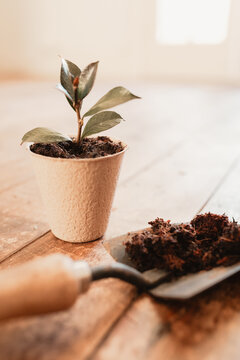 Freshly planted honeysuckle cutting in biodegradable peat pot with garden trowel