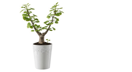 Isolated Ginkgo Biloba Plant