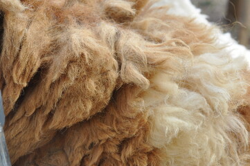 A close up of a furry animal with a brown and white coat. The fur is very thick and fluffy, giving the animal a warm and cozy appearance