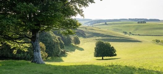 grassy hills and trees in countryside landscape of south dorset in south england