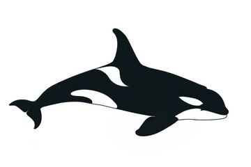 Obraz premium Orca silhouette graphic animal.