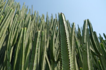 Dense cluster of tall green cactus stems in natural sunlight