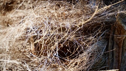 Close-up of a Mediterranean fan palm trunk: rough, shaggy surface with dense brown fibers from old leaf bases, creating a hairy texture.