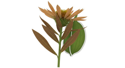 Isolated Flower with Leaf