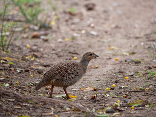 Grey Francolin Bird on Ground in Natural Habitat, Wildlife Photography, Indian Bird Stock Photo