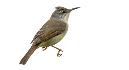 Isolated Reed Warbler