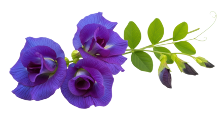 Isolated Butterfly Pea Flowers