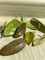 Fallen yellowing hoya leaves from overwatering. Close-up of fallen hoya plant leaves turning yellow and brown due to overwatering, highlighting indoor houseplant care problems and stress.
