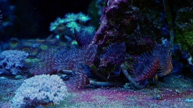 feather duster worm colony, funny pet move tentacle, catch plankton food, cyanobacteria on sand bottom in water flow, green alga grow, live rock nano reef marine aquarium, mental psychological relax