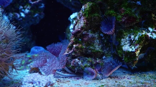 feather duster worm move tentacle, demanding pet colony catch plankton food on sand bottom in circular water flow, green alga grow, live rock nano reef marine aquarium, mental psychological relax