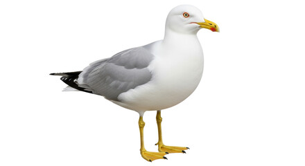 Isolated Seagull Standing