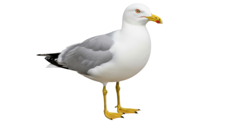Isolated Seagull Standing