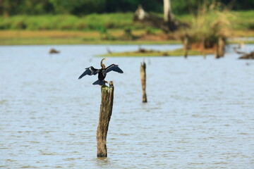 The Oriental darter (Anhinga melanogaster) is a water bird It has a long and slender neck with a...
