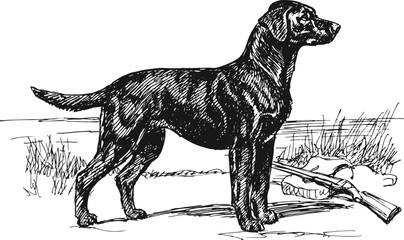 Obraz premium black labrador retriever, Detailed hand-drawn vector illustration of a Black Labrador Retriever dog in rustic vintage style. Perfect for pet branding, kennel logos, hunting emblems, outdoor adventure