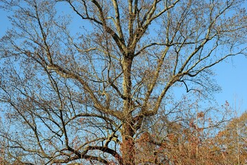 Fototapeta premium Barren tree at winter season