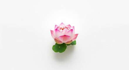 Lotus Flower on White Background