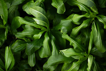 Fototapeta premium Close-up of lush green leaves, creating a natural texture background. Concept of vitality and the environment