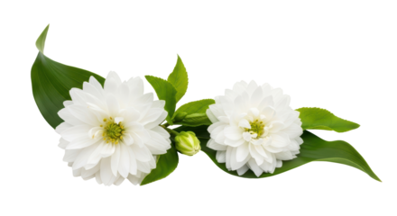 Isolated White flowers