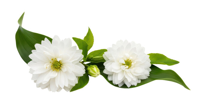 Isolated White flowers - Powered by Adobe