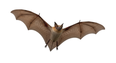 Isolated Bat