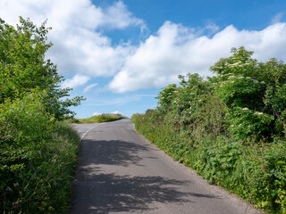 dorset country road on summer day with flowers and fields