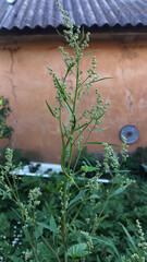 Field grass against the background of an old house